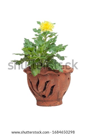 Yellow Chrysanthemum bloom in brown pot isolated on white background included clipping path.