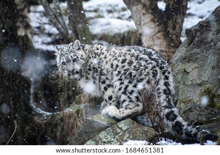 Snow leopard cub sitting on a rock in the snow looking at camera