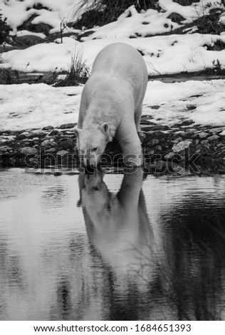 Young polar bear drinking from water
