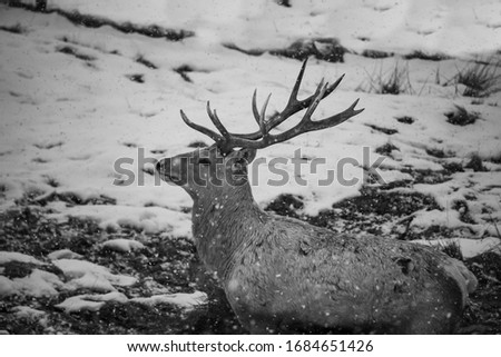 Stag deer standing in the snow looking off camera