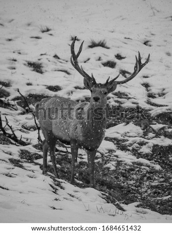 Stag standing in the snow looking at the camera