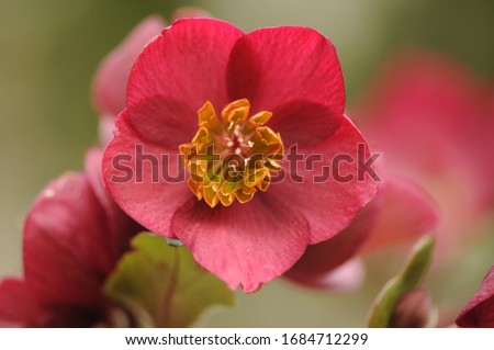 Christmas-Rose (Helleborus niger, black hellebore) is an evergreen perennial flowering plant in the buttercup family, Ranunculaceae. It is posisonous.
Natural blurry background.