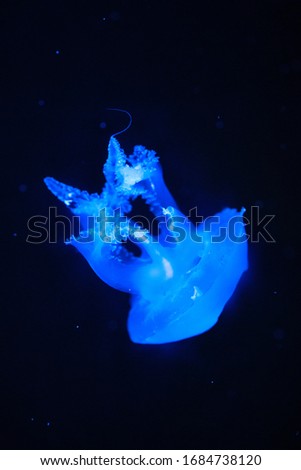 Transparent jellyfish swimming underwater in Aquarium. Marine life background.