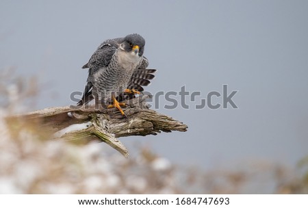 A peregrine falcon in New Jersey 