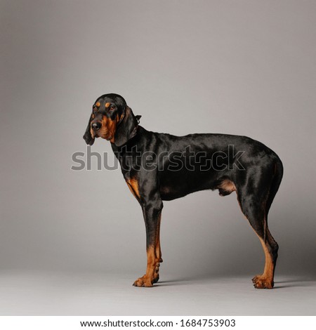coonhound dog standing on grey background in the studio