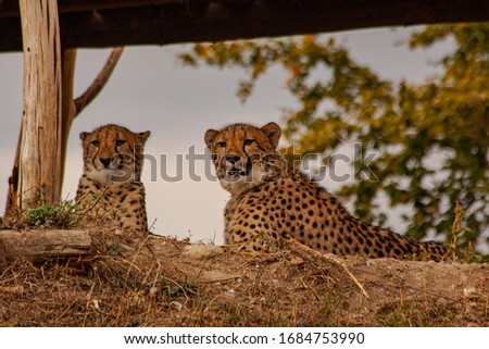 
picture beautiful cheetah at daytime