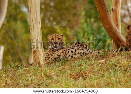 
picture beautiful cheetah at daytime