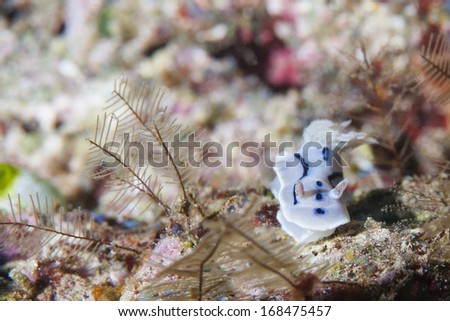 A white and black nudibranch in Raja Ampat Papua, Indonesia