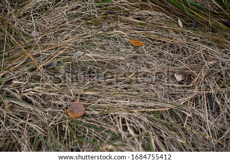 Dry grass, hay or straw close up. Natural background. Grass texture.
