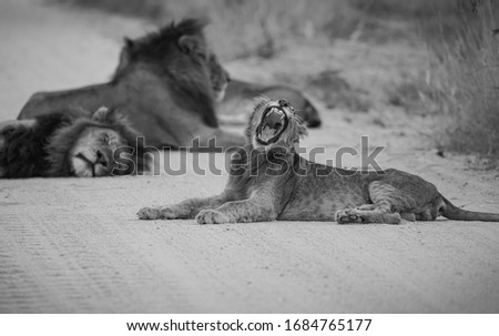 Lion pride is walking and sleeping in the middle of of the road in National Park Kruger, South Africa.