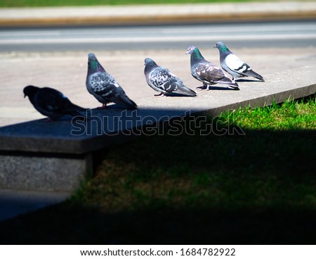 Five doves on street parapet background