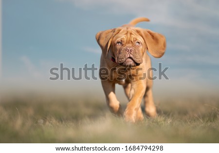 dog de bordeaux puppy 5 month old Royalty-Free Stock Photo #1684794298