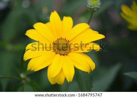 Bright yellow heliopsis flowers on a green background with leaves in the garden, close up 