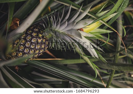 The pineapple is a tropical plant with an edible fruit, also called a pineapple, and the most economically significant plant in the family Bromeliaceae. photo of growing pineapple