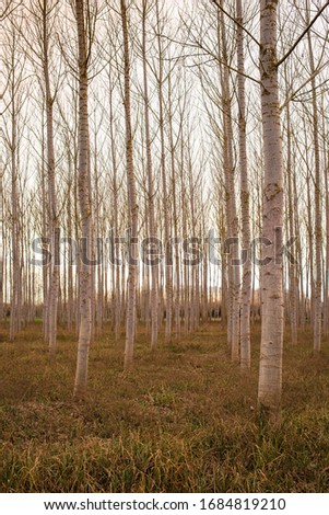 Forest trees during winter time. Wild wood nature