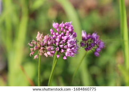Close up of flower heads of Allium Millenium with buds, blooms and spent flowers