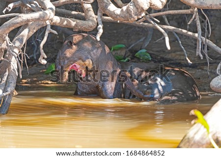 Giant River Otter Displaying on a Secluded River Bank in teh Pantanal in Brazil