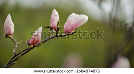 Tree branch with magnolia flowers. Magnolia flower bud in early spring. The beginning of the flowering of magnolia. Magnolia tree in early spring with young flower buds. 