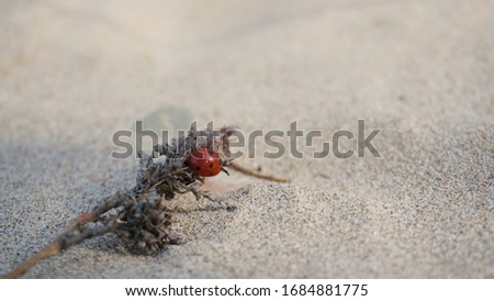 Beautiful ladybug on the beach                       