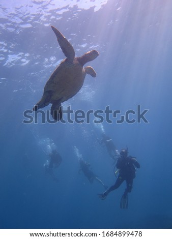 Turtles and Scuba Divers Exploring Underwater