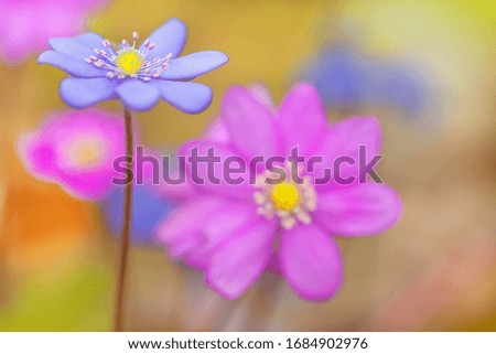 Spring flowers are blue pink. Photo with shallow depth of field. Focus on the stamens of the flower. Forest snowdrops. The center of the picture is out of focus.