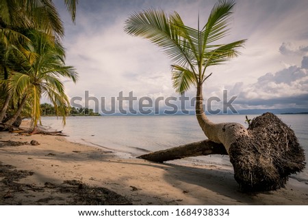 Remote Caribbean Palm Beach Ocean