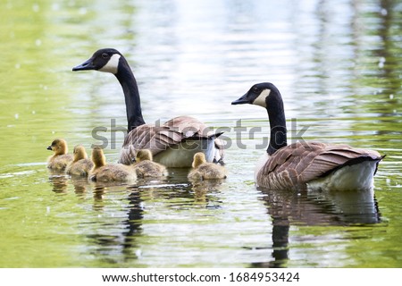 Canada Geese with Chicks ( Branta Canadensis ) in Lake, Teverener Heide Natural Park, Germany	 Royalty-Free Stock Photo #1684953424