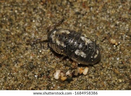 Tylos europaeus, wood lice, Isopod, Isopoda 
