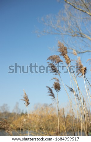 Seedy reed stalks. Reeds on the river with blue sky background