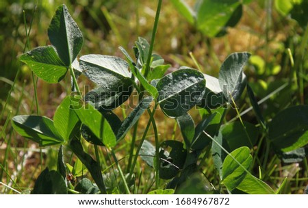 Macro view of a natural meadow with red clover ( Trifolium pratense ) leaves and blades of grass