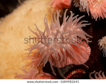 Colourful pink-striped brooding sea anemone (Epiactis prolifera) from shallow marine waters of British Columbia,  Royalty-Free Stock Photo #1684982641