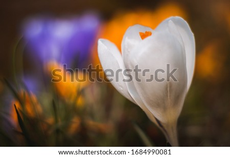 white flower on color bokeh