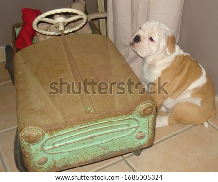 The english bulldog sitting on the floor near a toy car                     
