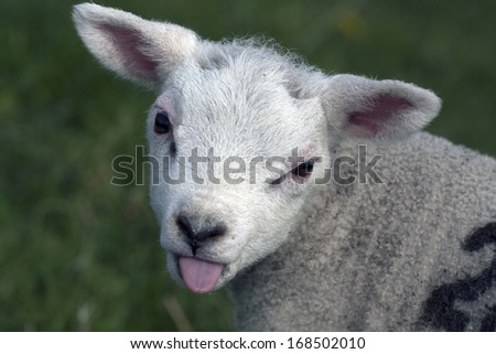 Young lamb sticks his tongue out at the photographer