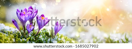 Crocus Purple spring flower growth in the snow with copy space for text. Floral wide panorama. Crocus Iridaceae Royalty-Free Stock Photo #1685027902