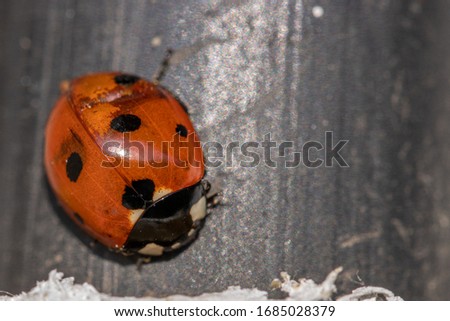 a red ladybird sitting on a black background