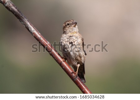 Rock Sparrow Petronia petronia perched on a tree branch
