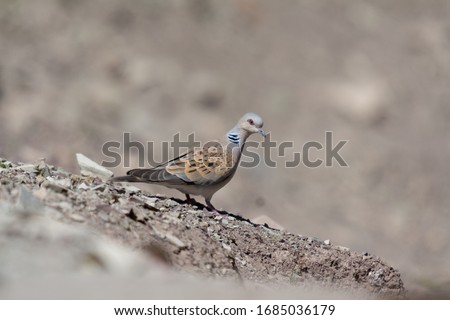 European turtle dove Streptopelia turtur perched on the ground