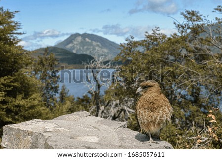 bird sitting in a stone with a great background