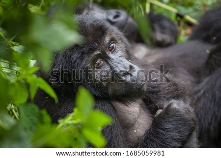 Gorilla in wilderness national park Democratic Republic of Congo green forest Royalty-Free Stock Photo #1685059981