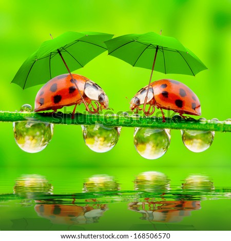 Funny picture from nature. Little ladybugs with umbrella walking on the grass. 