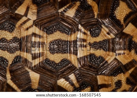 tortoise shell in black, brown and beige. background