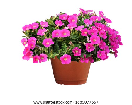 Petunias, colorful flowers in pots, isolated on a white background. Clipping path Royalty-Free Stock Photo #1685077657