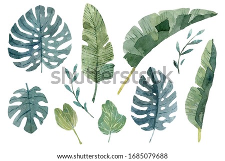 Isolated tropical green leaves on white background. Set of hand drawn watercolor illustration. Exotic plants