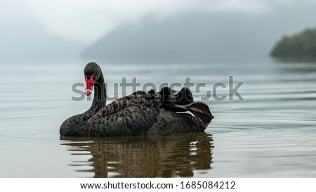 Black Swan in Nelson Lakes National Park, New Zealand Royalty-Free Stock Photo #1685084212