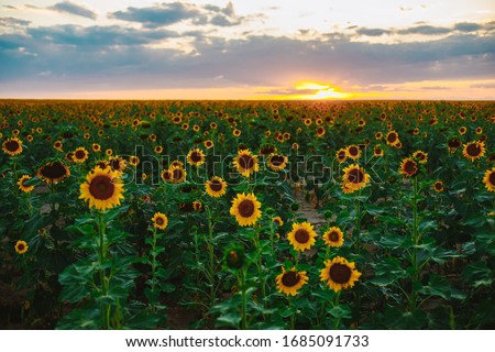 Sunflower field during the sunset with the mountains on the horizon. Yellow flower background. August in Colorado.