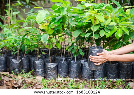 Two hands are holding a nursery bag of seedlings for reforestation and many seedlings in the nursery bags for reforestation for a good environment. Royalty-Free Stock Photo #1685100124
