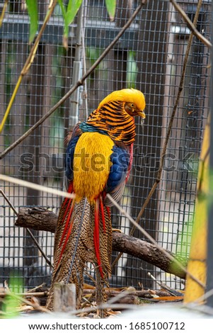 golden pheasant (Chrysolophus pictus) with its back feathers showing and his head turned