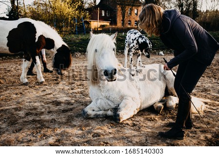 woman training animals horse dog