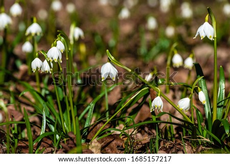 Early spring snowdrops (Galanthus nivalis), selective focus and diffused background